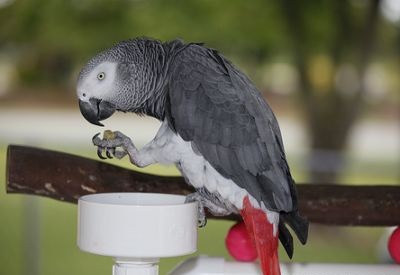 Tamed African Grey Parrots For Sale