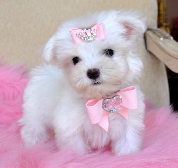 Teacup Maltese Puppy for Free adoption.