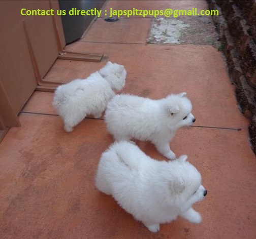 3 Months old Japanese  Spitz  Puppies for adoption 