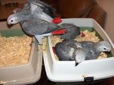  AFRICAN GREY PARROTS AVAILABLE