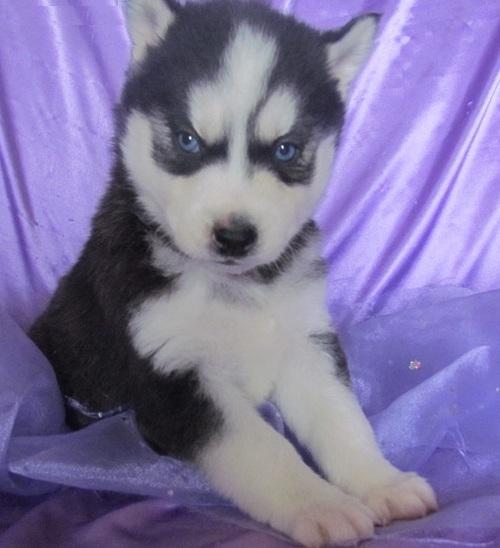  Siberian Husky puppies for sale